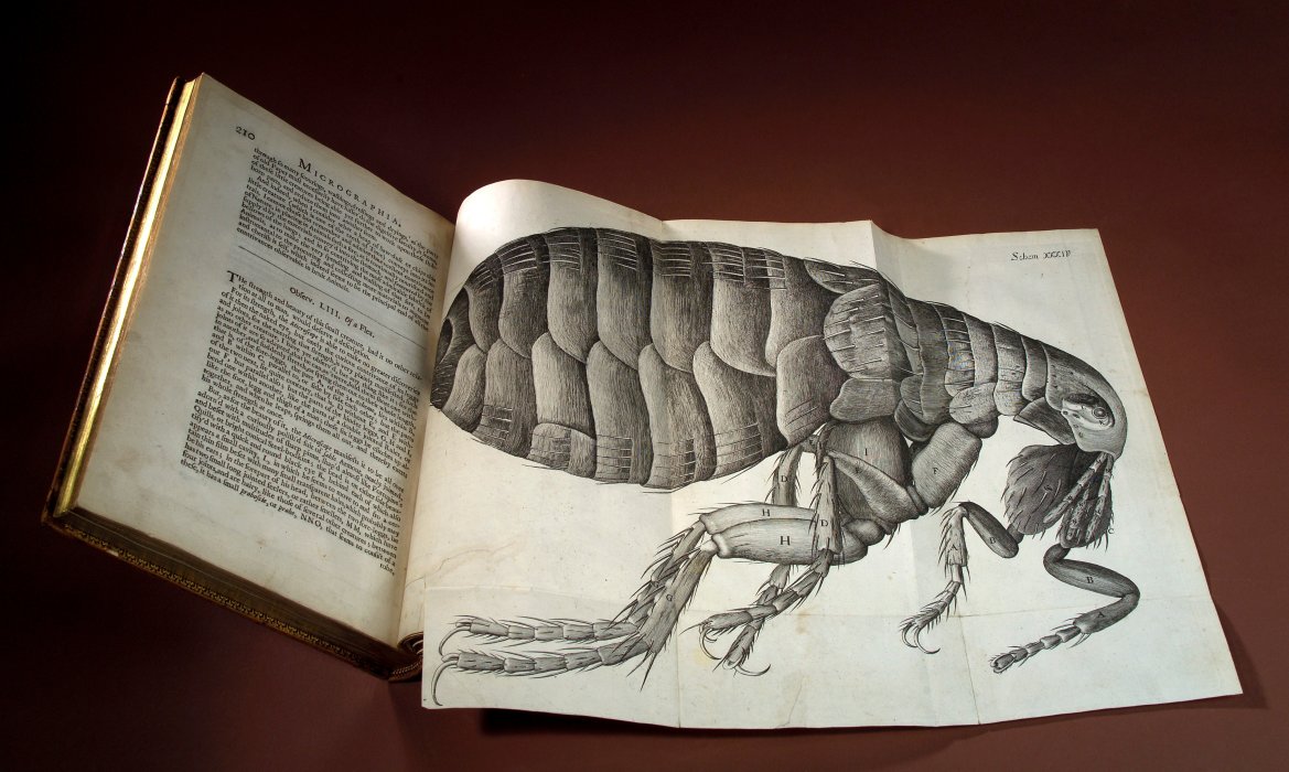 Engraving of a flea from Robert Hooke's Micrographia
