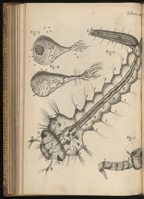 Engraving from Hooke's Micrographia, 1665