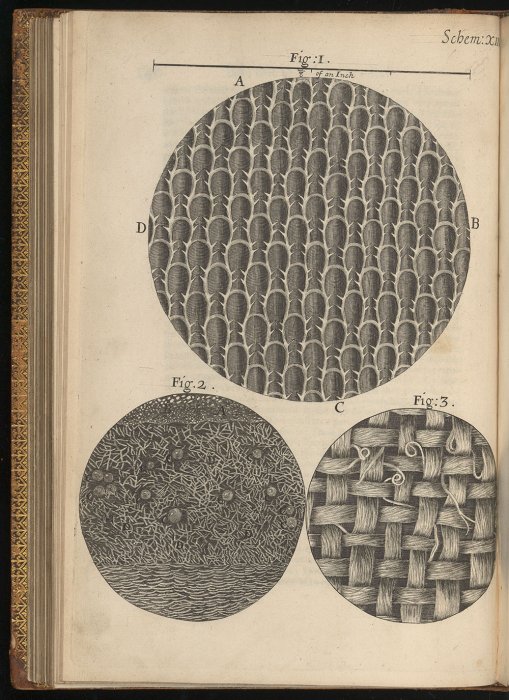 Engraving from Hooke's Micrographia, 1665